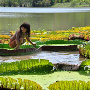 Amazonas