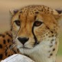 Gepard79